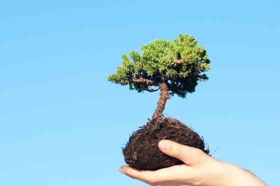 Tree service Harrisburg