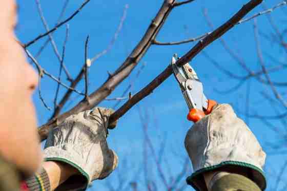 Best Tree Pruning Service in Harrisburg, PA