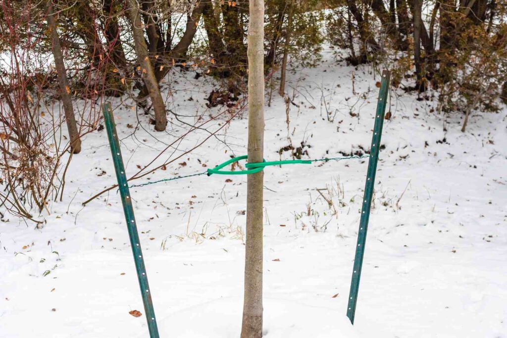 Harrisburg Tree Bracing Service