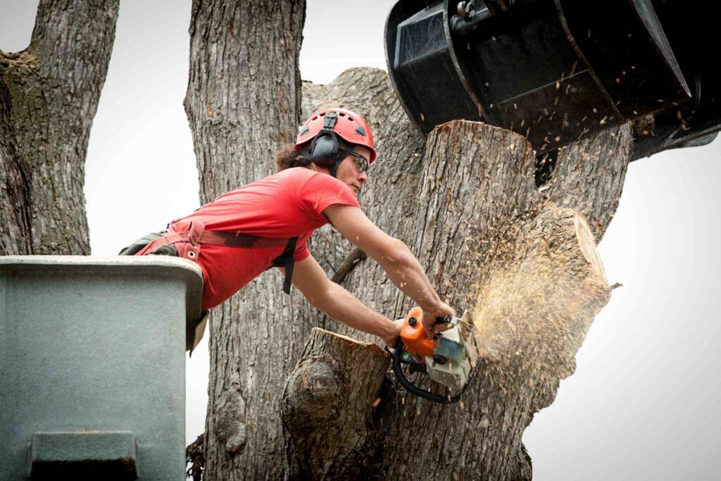 Professional Tree Removal Service in Harrisburg, PA