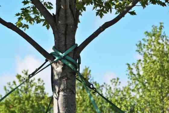 Tree Cabling and Bracing Services in Harrisburg PA